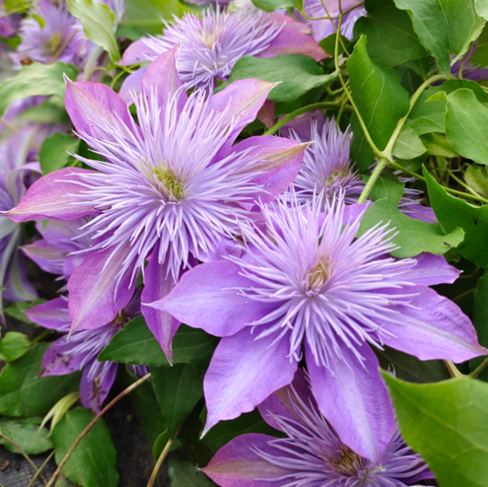 Клематис гибридный Кристал Фонтэн